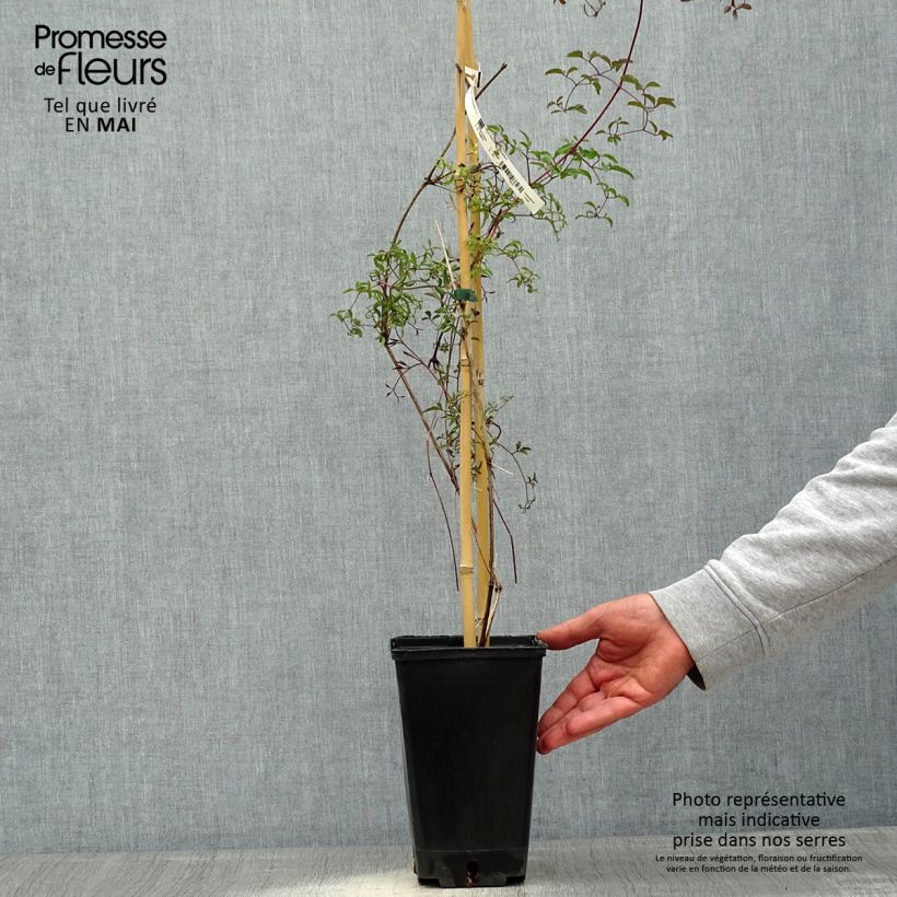 Clematis Krakowiak 3L/4L pot sample as delivered in spring