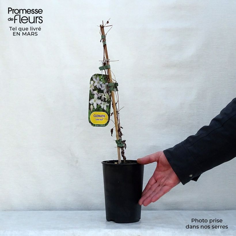 Clematis Little Nell 2L/3L pot sample as delivered in spring