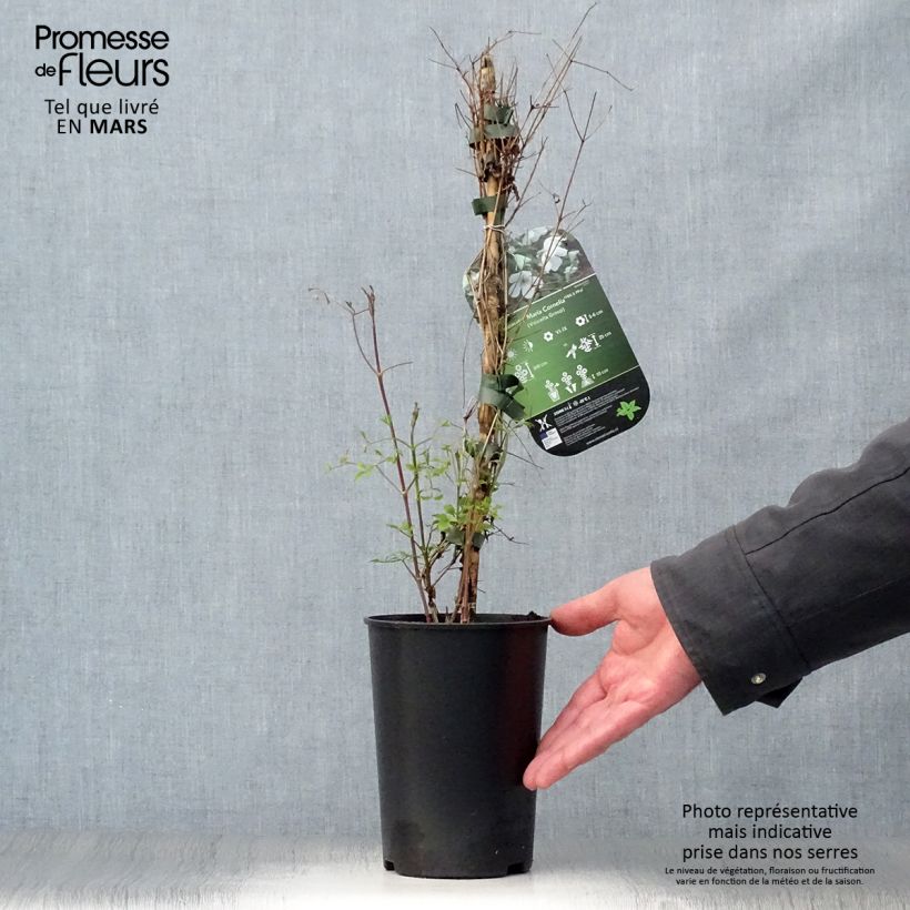 Clematis Maria Cornelia 2L/3L pot sample as delivered in spring