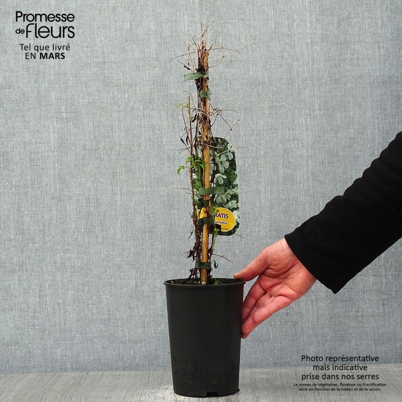 Clematis Maria Cornelia 2L/3L pot sample as delivered in winter