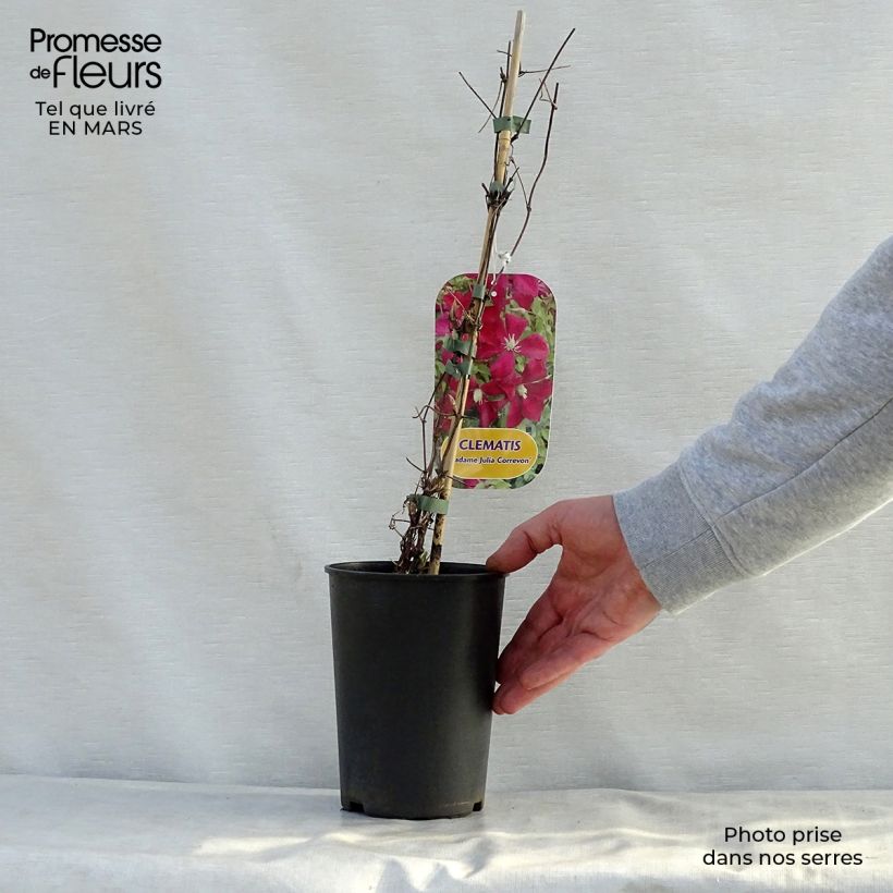 Clematis Madame Julia Correvon 2L/3L pot sample as delivered in spring
