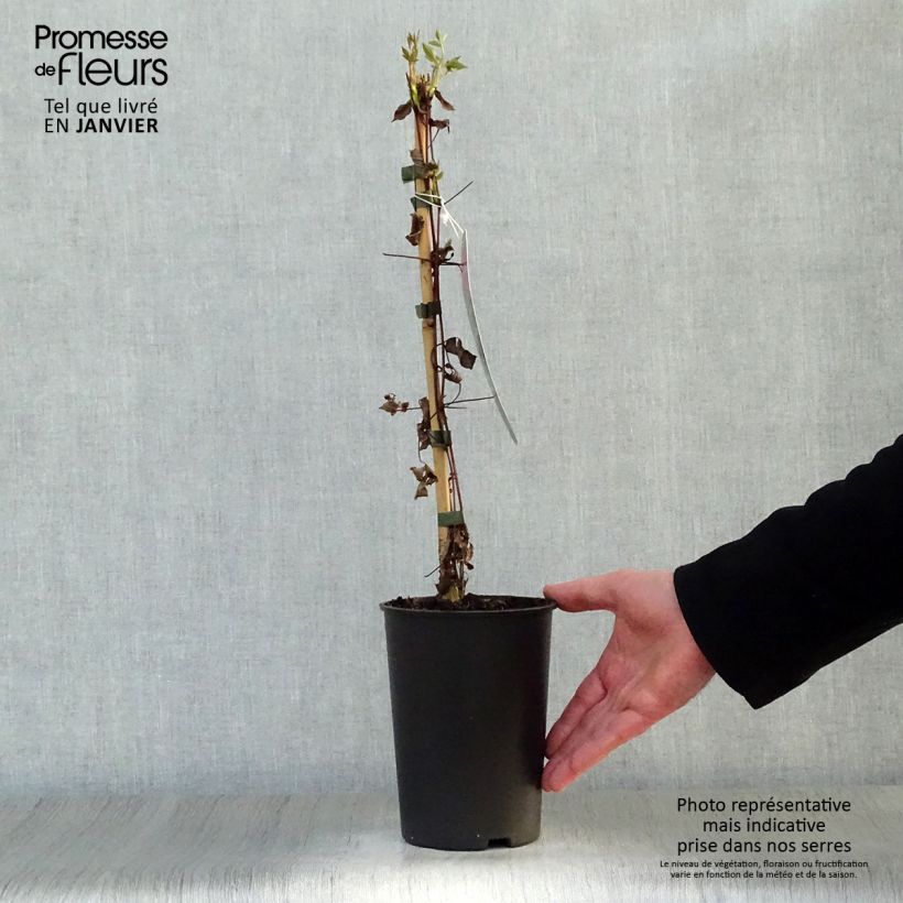 Clematis Madame Julia Correvon 2L/3L pot sample as delivered in winter