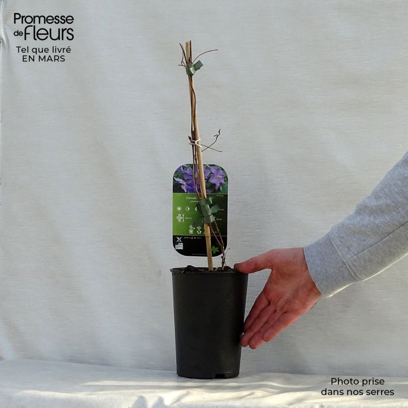 Clematis x viticella Perle d'Azur 2L/3L pot sample as delivered in spring