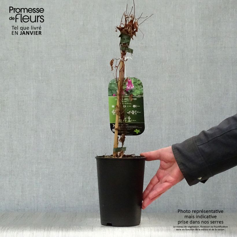 Clematis viticella Queen Mother 2L/3L pot sample as delivered in winter