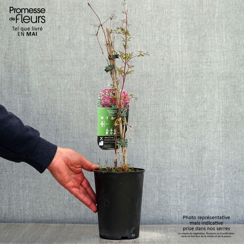 Clematis viticella Rosalyn 2L/3L pot sample as delivered in spring