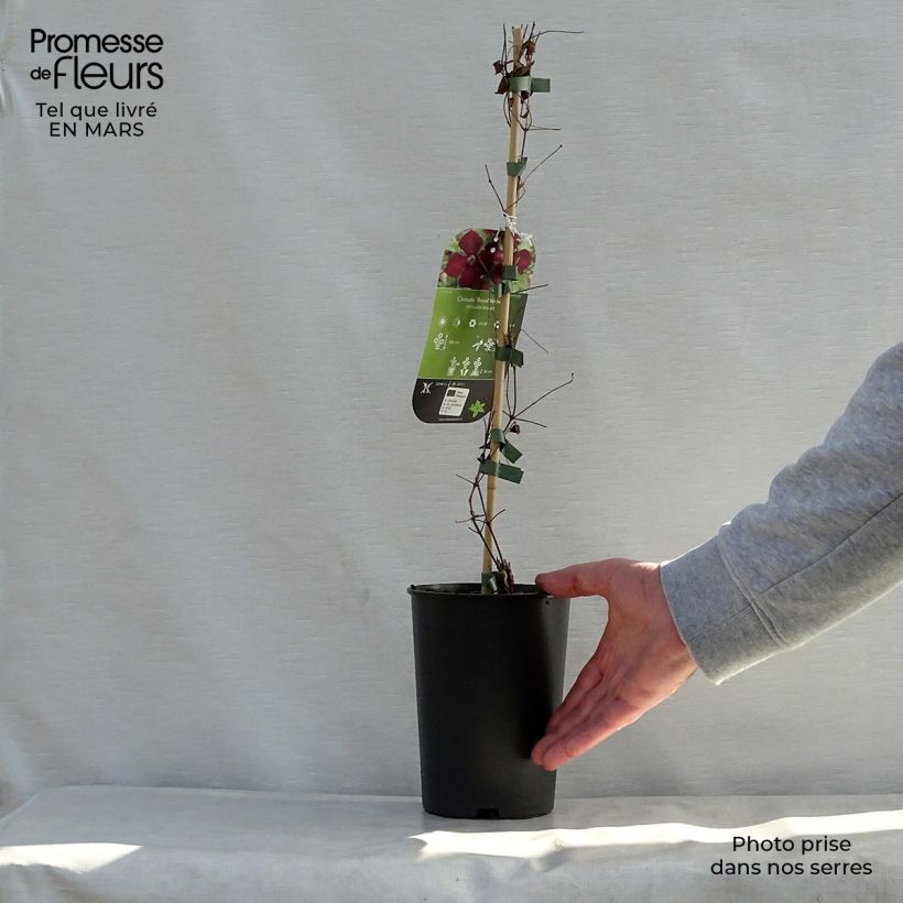 Clematis viticella Royal Velours 2L/3L pot sample as delivered in spring