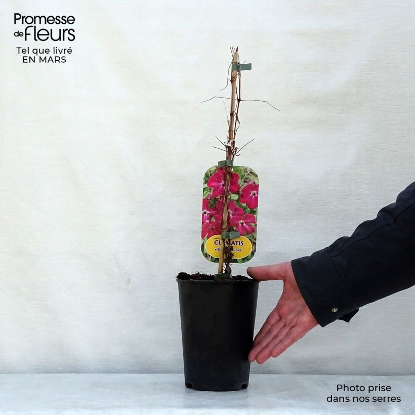 Clematis viticella 'Rubra' 2L/3L pot sample as delivered in spring