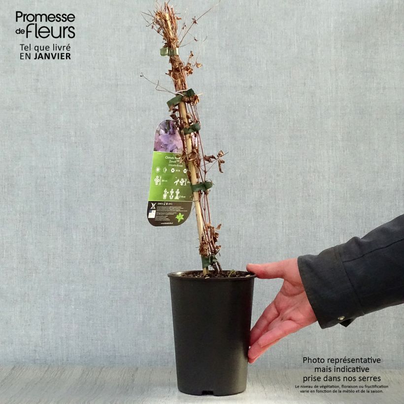 Clematis viticella Sunny Sky 2L/3L pot sample as delivered in winter