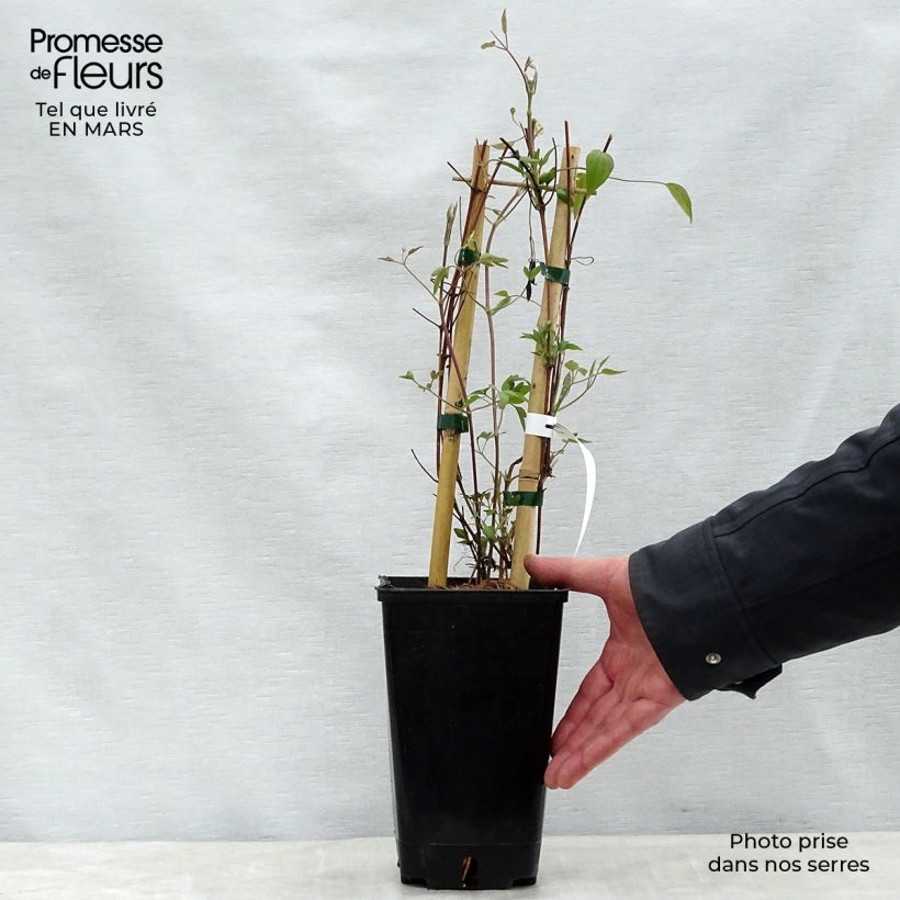 Clematis Delphine  2L/3L pot sample as delivered in spring