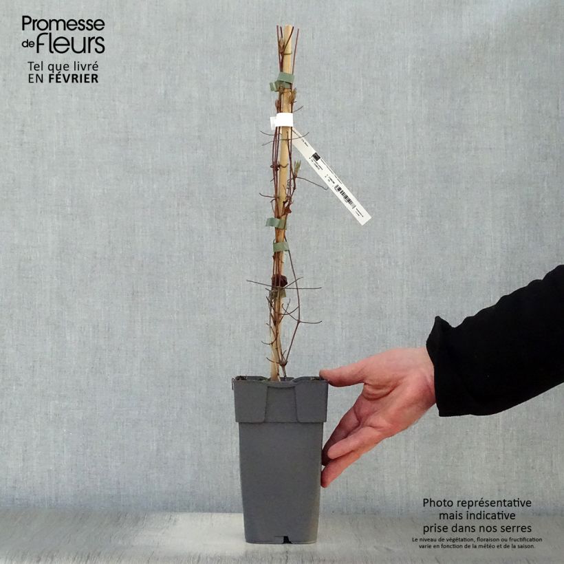 Clematis Delphine  2L/3L pot sample as delivered in winter