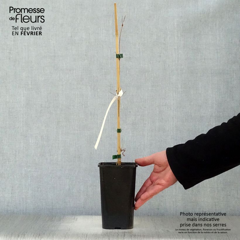 Clematis Henryi 1.5L/2L pot sample as delivered in winter