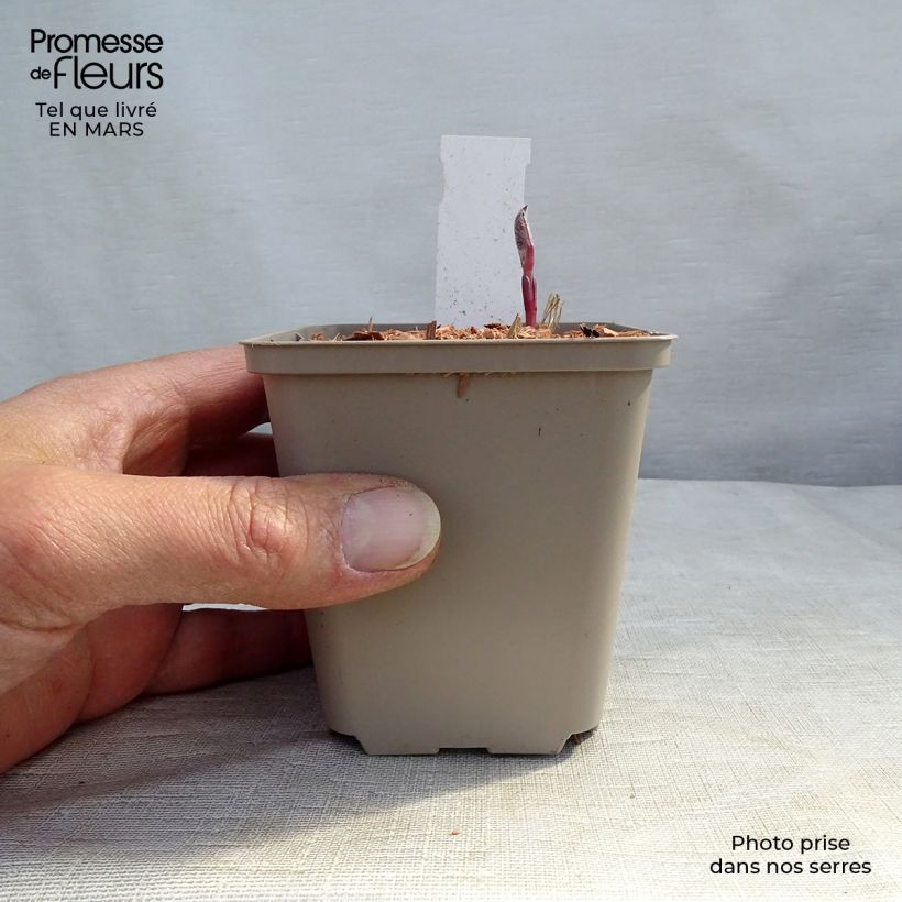 Clematis recta Purpurea 8/9 cm pot sample as delivered in winter