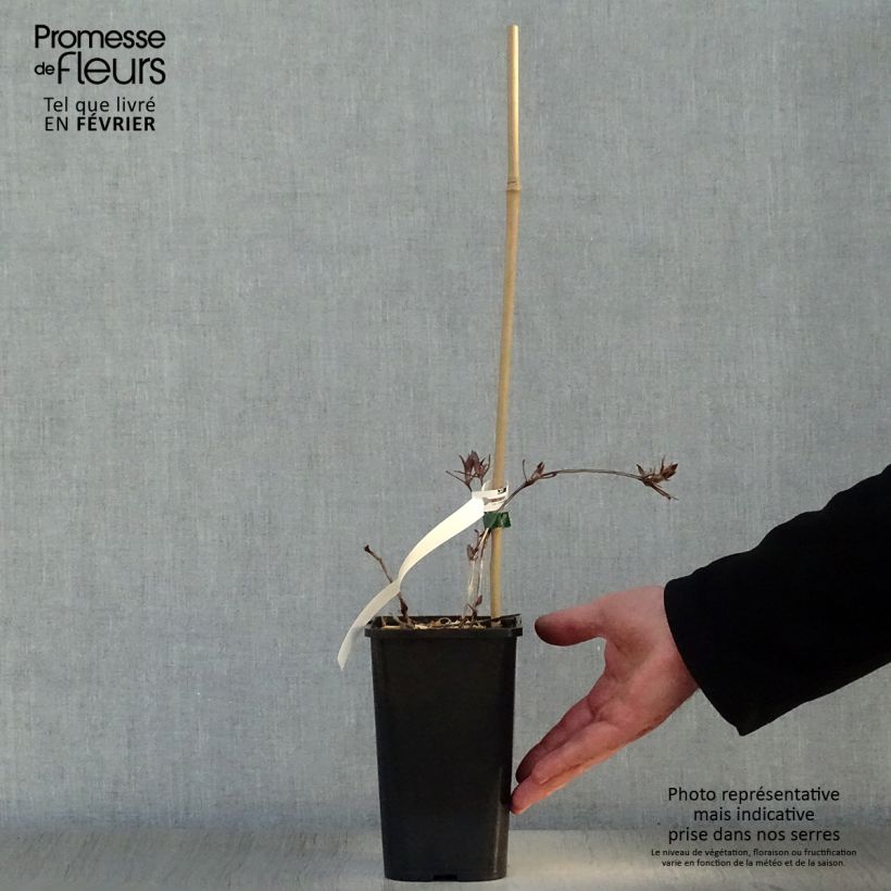 Clematis Honora 1.5L/2L pot sample as delivered in winter