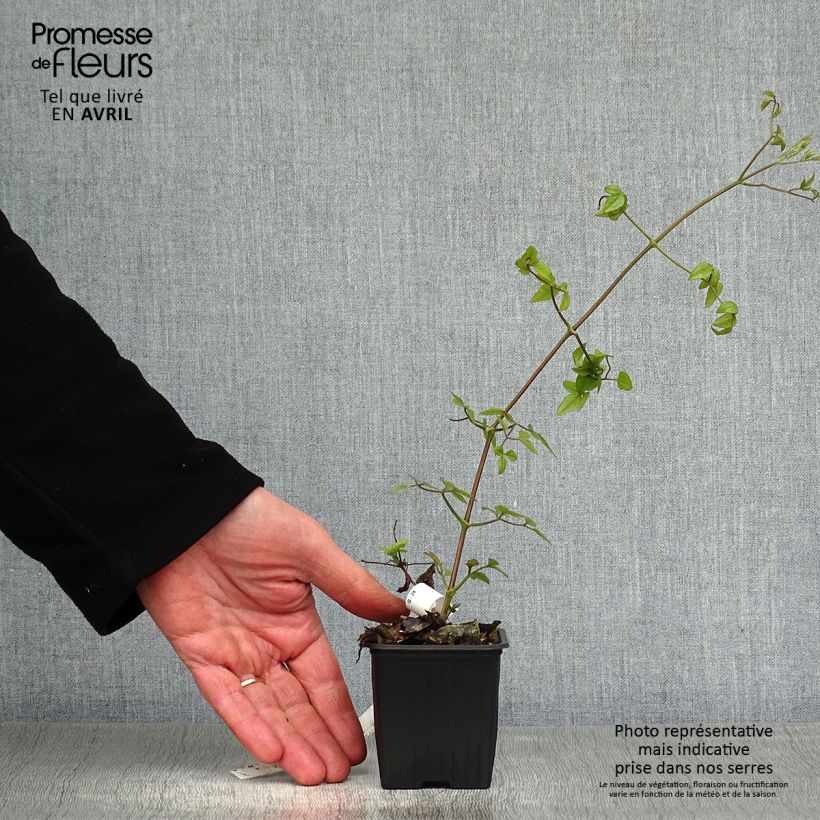 Clematis patens Madame Lecoultre 8/9 cm pot sample as delivered in spring