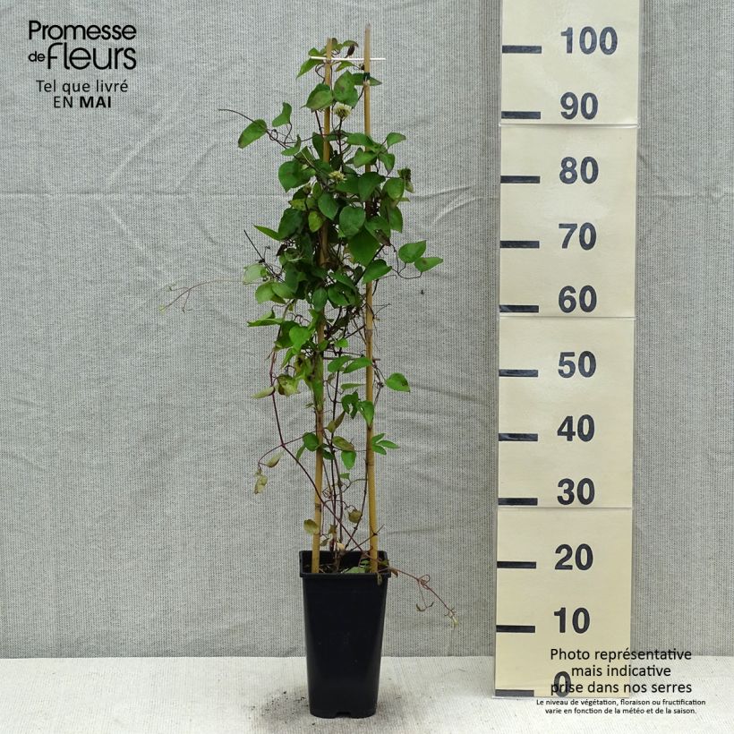 Clematis Pink Celebration 2L/3L pot sample as delivered in spring