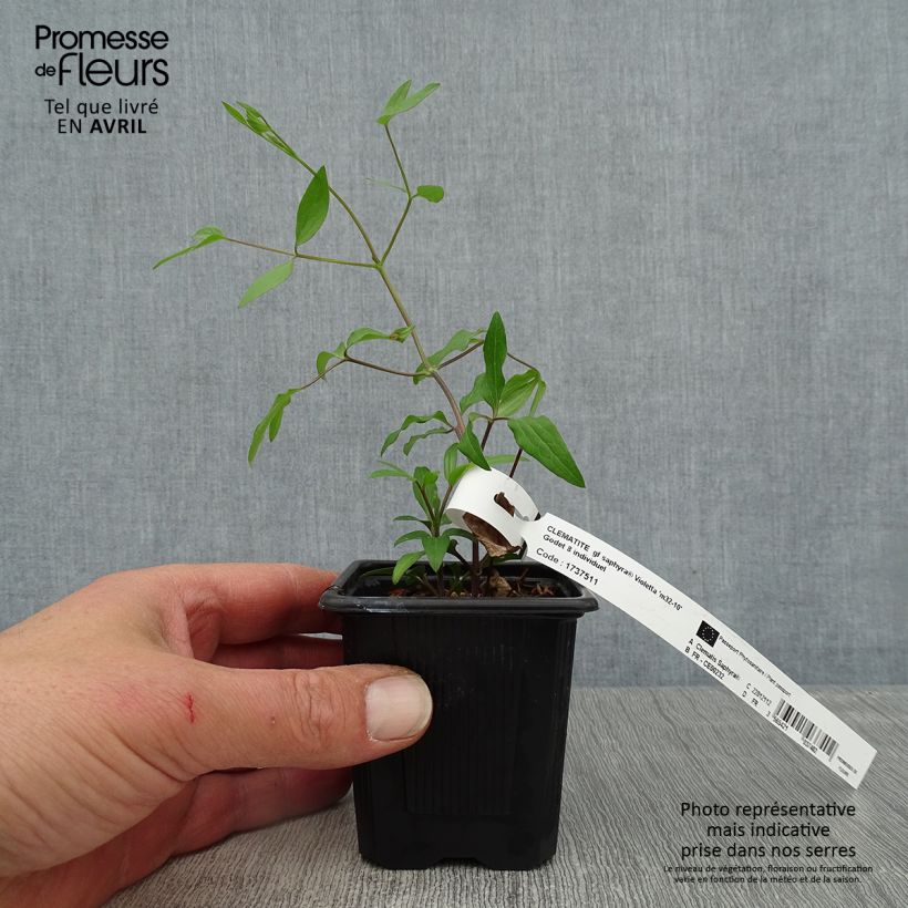 Clematis integrifolia 'Saphyra Violetta' - Clematis 8/9 cm pot sample as delivered in spring