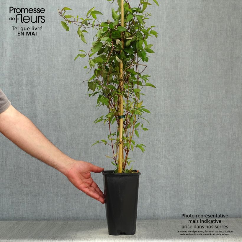 Clematis integrifolia 'Saphyra Violetta' - Clematis 2L/3L pot sample as delivered in spring