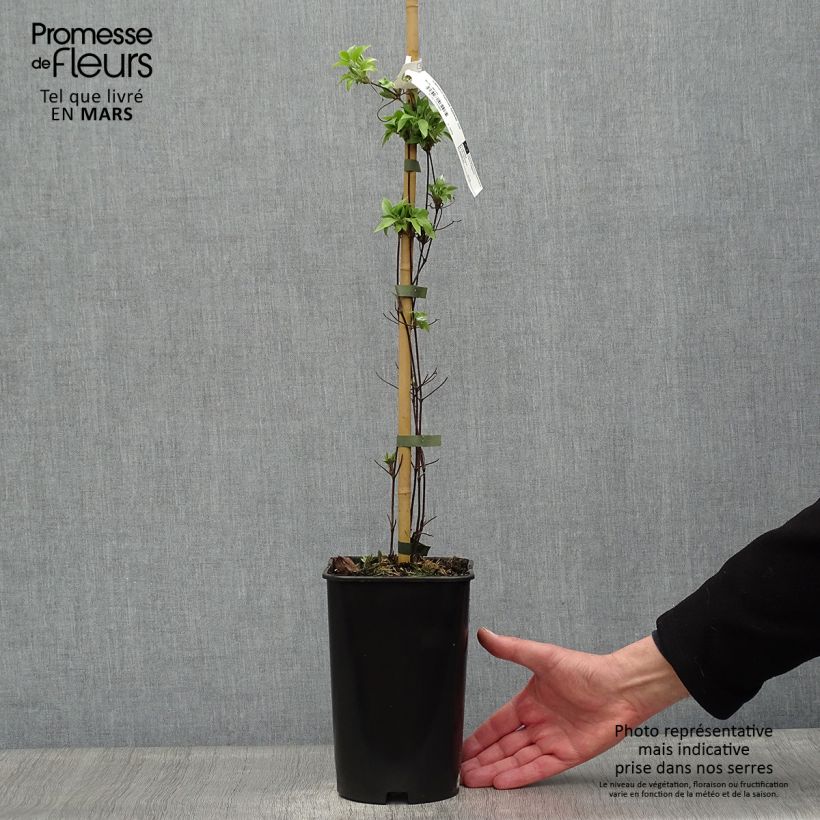 Clematis Sparkler 2L/3L pot sample as delivered in spring