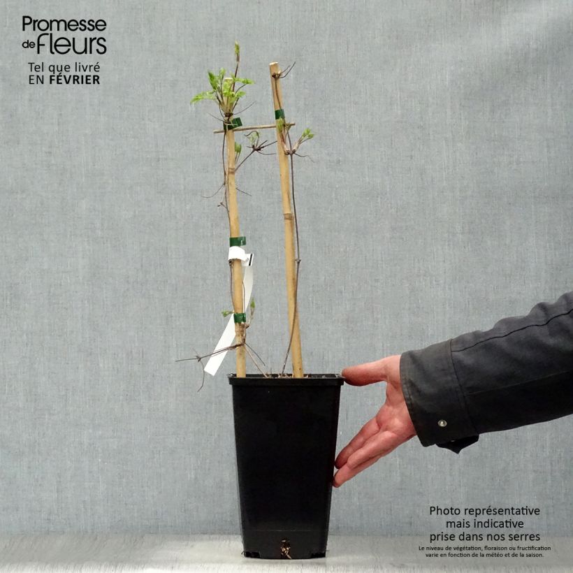 Clematis atragene alpina Blue Dancer 2L/3L pot sample as delivered in winter