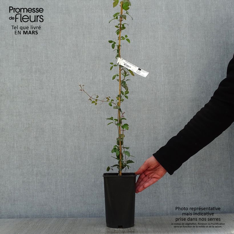 Clematis cirrhosa Wisley Cream 2L/3L pot sample as delivered in winter