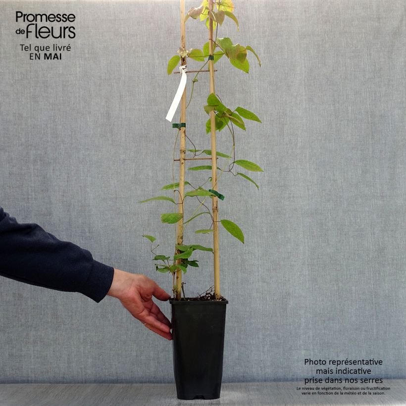 Clematis patens Guernsey Cream 2L/3L pot sample as delivered in spring