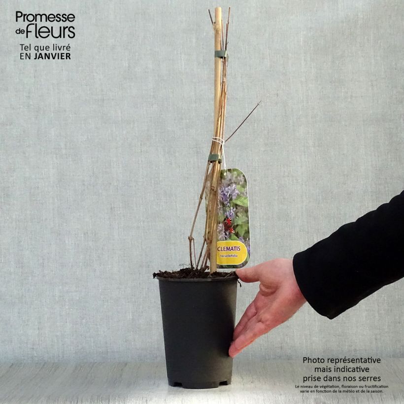 Clematis heracleifolia  2L/3L pot sample as delivered in winter