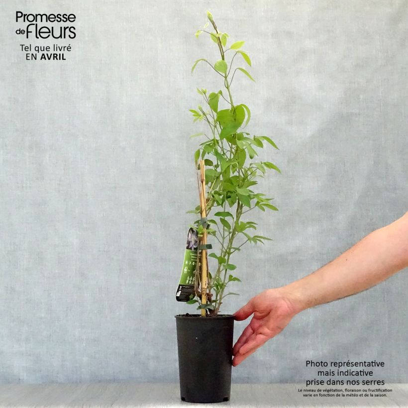 Clematis integrifolia Blue River  2L/3L pot sample as delivered in spring