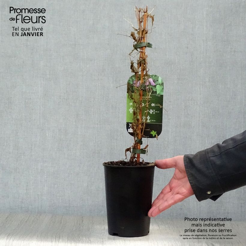 Clematis viticella - Italian leather flower 1.5L/2L pot sample as delivered in winter