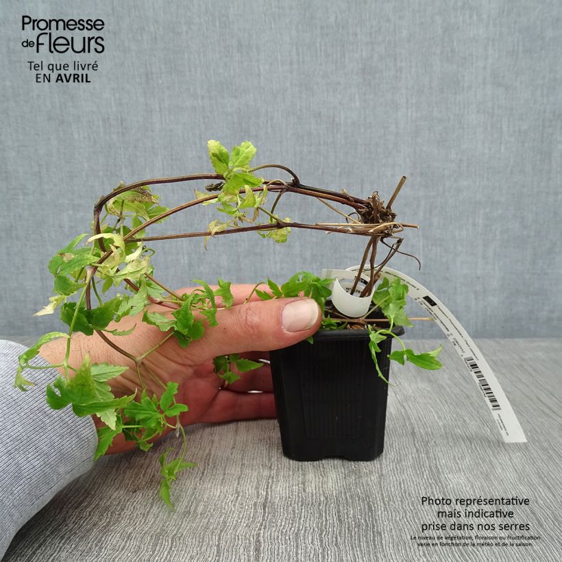 Clematis macropetala  8/9 cm pot sample as delivered in spring