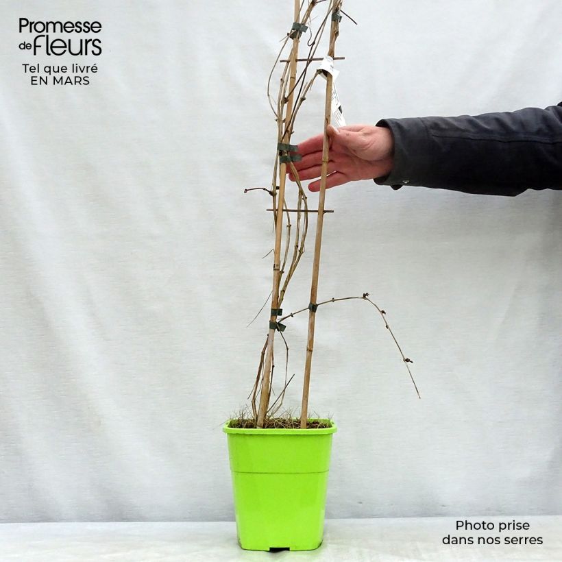 Clematis montana Double Delight - Anemone Clematis 3L/4L pot sample as delivered in spring