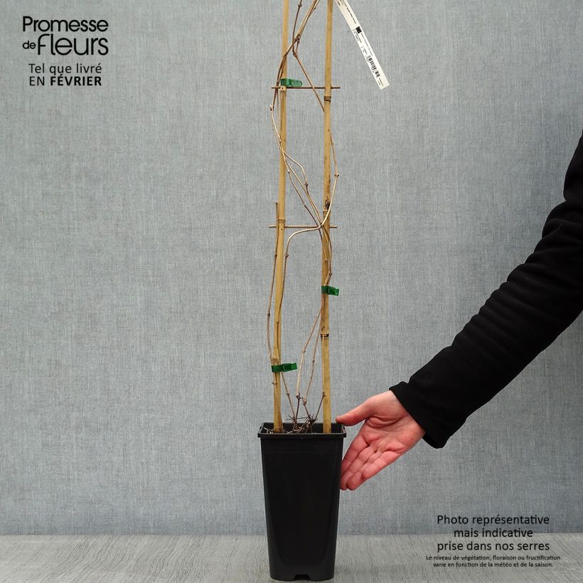 Clematis montana Starlet White Perfume - Anemone Clematis 2L/3L pot sample as delivered in winter