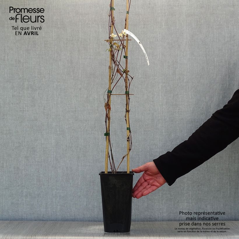 Clematis montana Starlet White Perfume - Anemone Clematis 2L/3L pot sample as delivered in spring