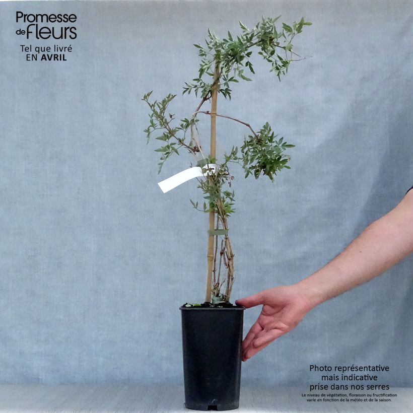 Clematis tangutica Red Balloon 2L/3L pot sample as delivered in spring