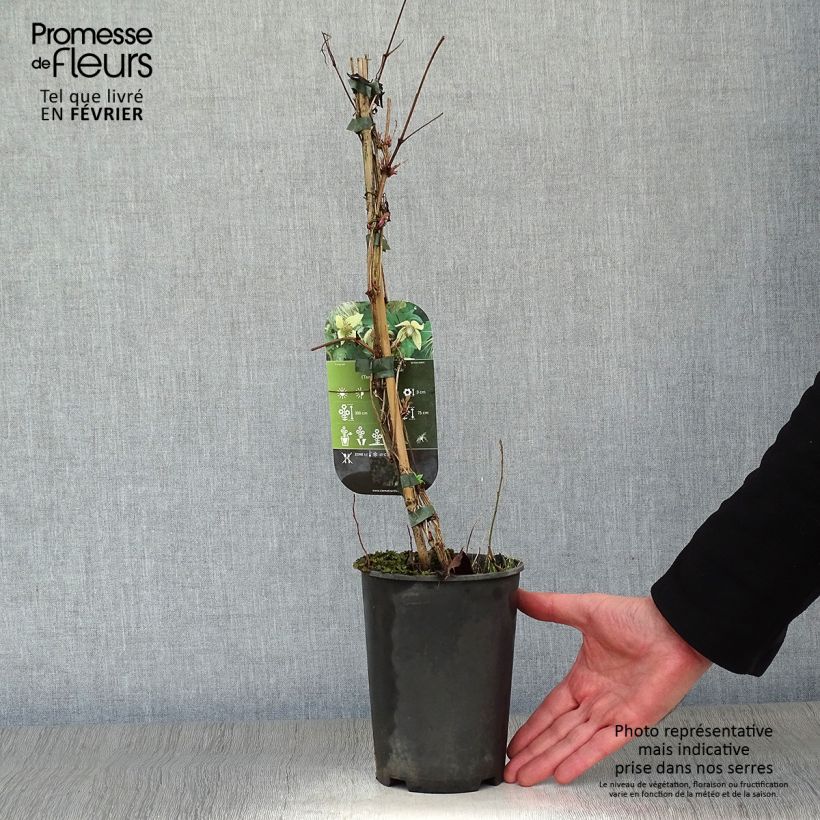 Clematis serratifolia  1.5L/2L pot sample as delivered in winter