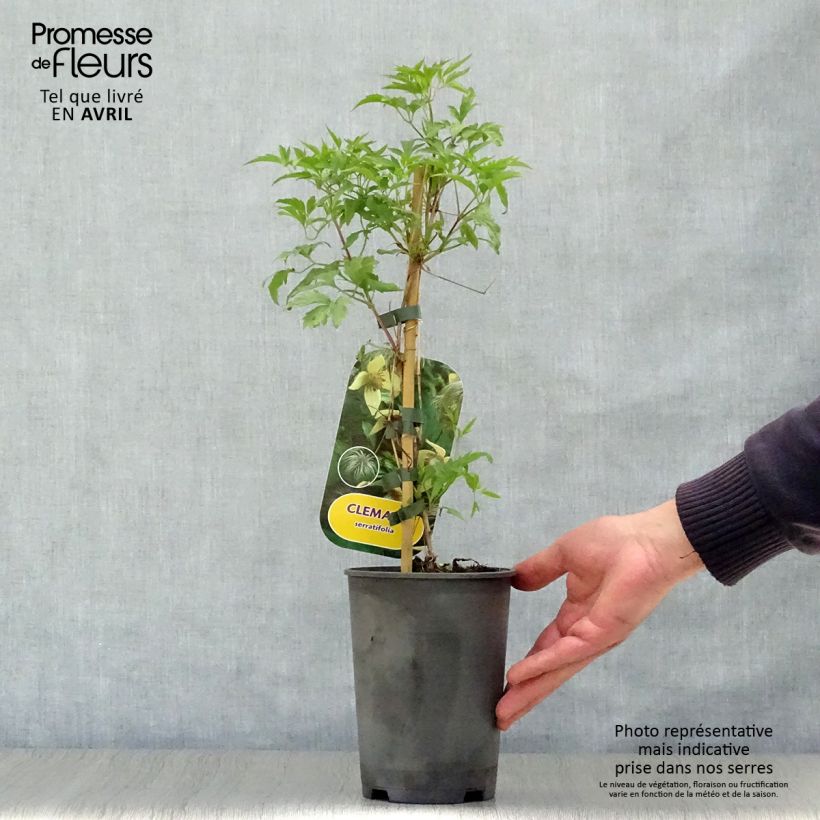 Clematis serratifolia  1.5L/2L pot sample as delivered in spring