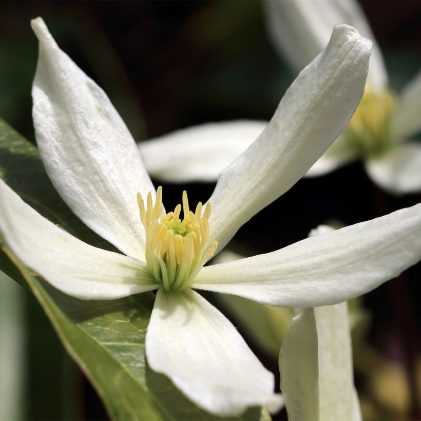 Clematis Southern Cross (Flowering)