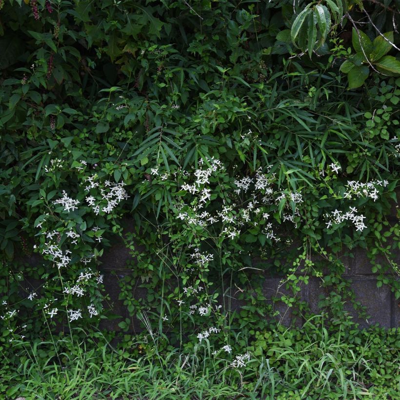 Clematis Southern Cross (Plant habit)