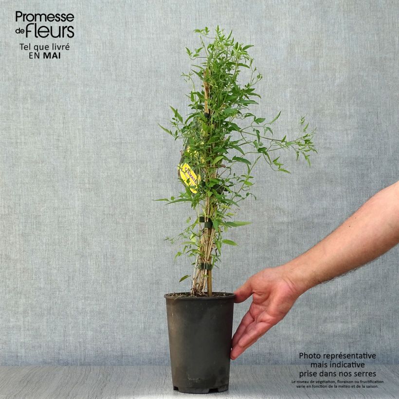 Clematis tangutica - Golden clematis 1.5L/2L pot sample as delivered in spring