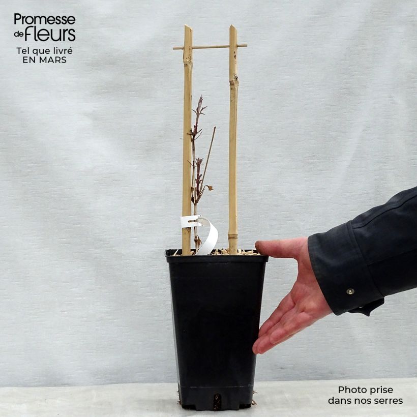 Clematis viticella Dark Eyes 1.5L/2L pot sample as delivered in spring