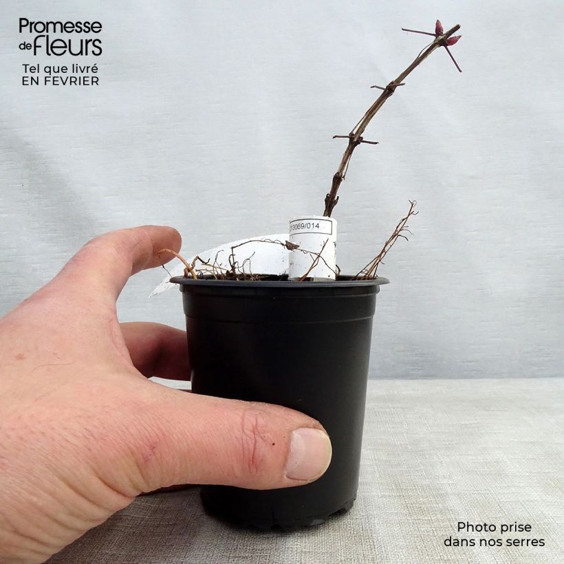 Clematis viticella 'Purpurea Plena Elegans' 8/9 cm pot sample as delivered in winter