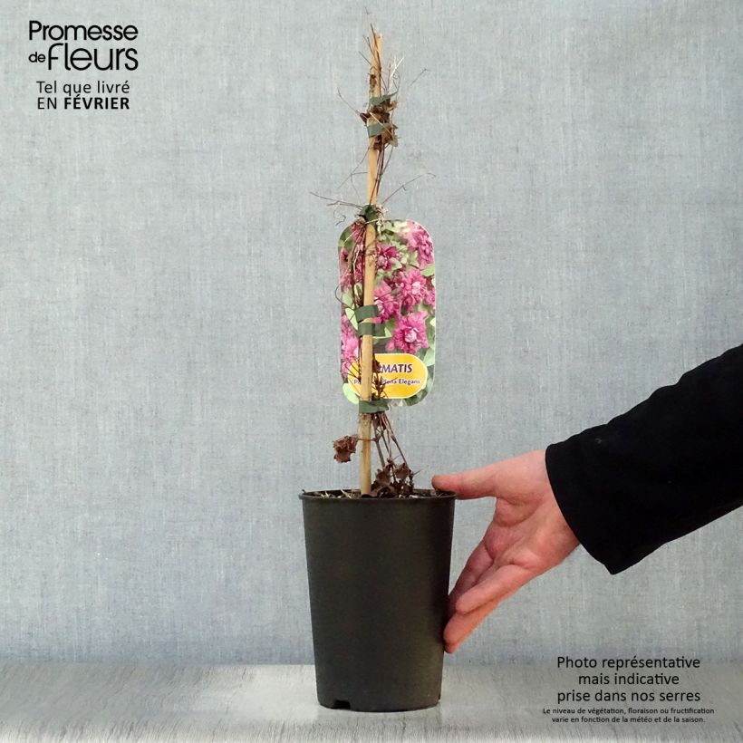 Clematis viticella 'Purpurea Plena Elegans' 2L/3L pot sample as delivered in winter