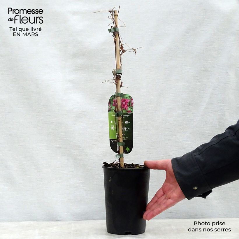 Clematis viticella 'Purpurea Plena Elegans' 2L/3L pot sample as delivered in spring