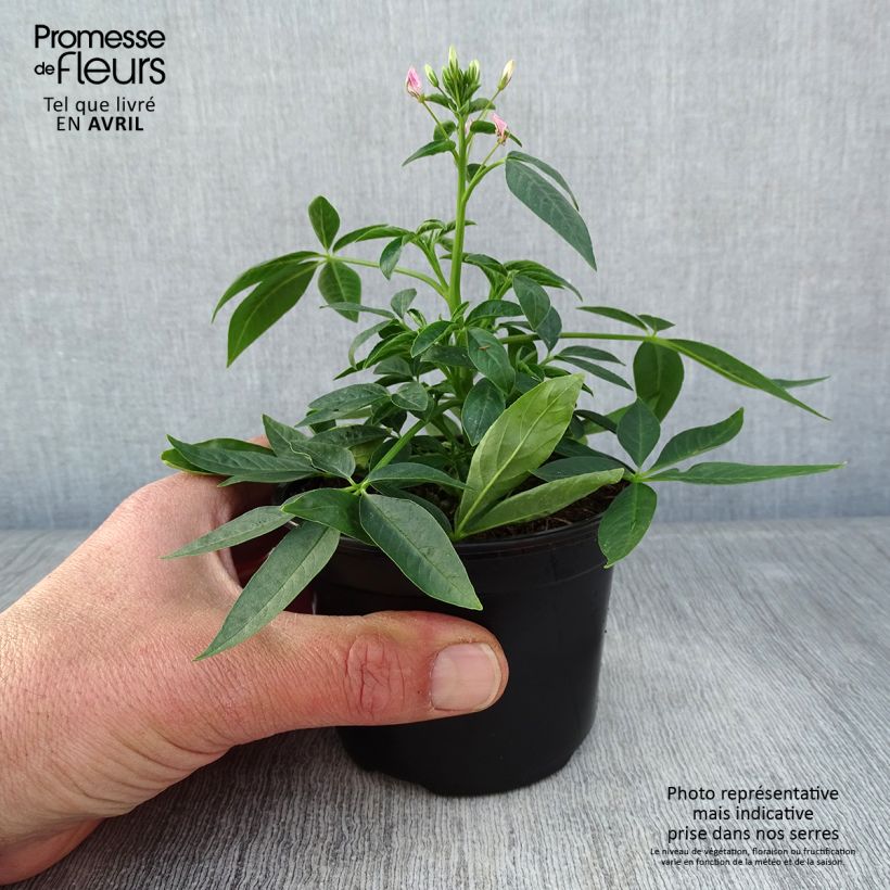 Cleome Señorita Carolina 8/9 cm pot sample as delivered in spring