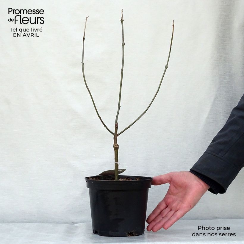 Clerodendrum bungei 2L/3L pot sample as delivered in spring