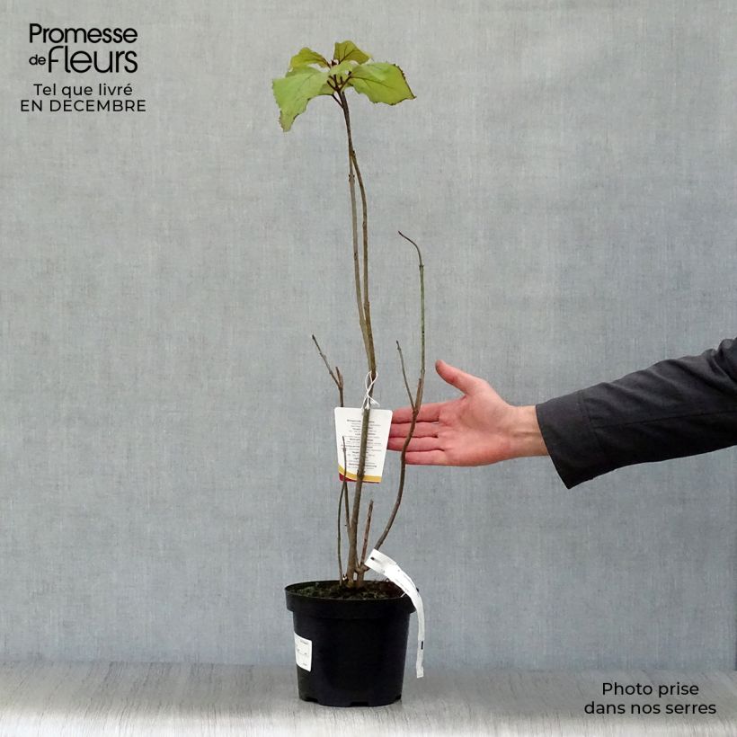 Clerodendrum bungei 2L/3L pot sample as delivered in winter