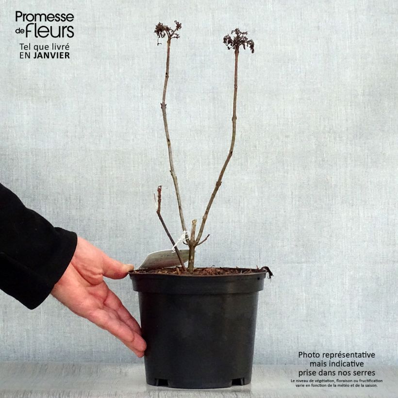 Clerodendrum bungei Pink Diamond 3L/4L pot sample as delivered in winter