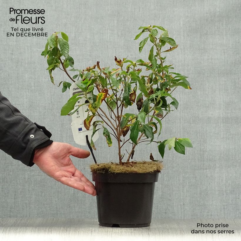 Clethra alnifolia Hummingbird 3L/4L pot sample as delivered in winter