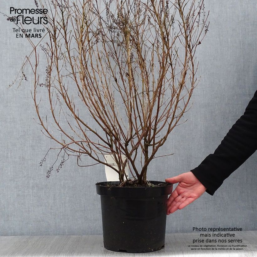 Clethra alnifolia Hummingbird 7.5L/10L pot sample as delivered in winter