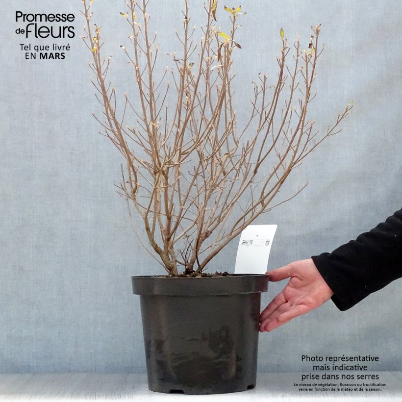 Clethra alnifolia Hummingbird 7.5L/10L pot sample as delivered in spring