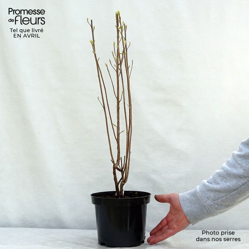 Clethra alnifolia Ruby Spice 3L/4L pot sample as delivered in spring